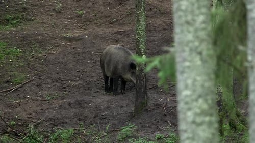 Medium-sized Wild Boar Walks Through the Forest, Smelling the Ground