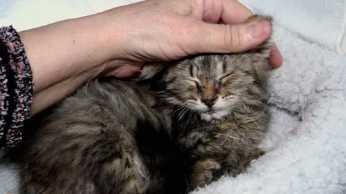 Menschliches Handstreicheln kleines süßes flauschiges graues Kätzchen, das auf weißem Bett liegt