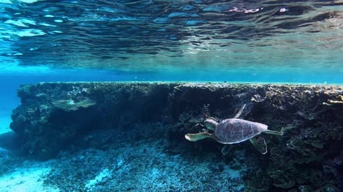 Sea Turtle Swimming Under The Crystal Clear Ocean. - underwater, side view
