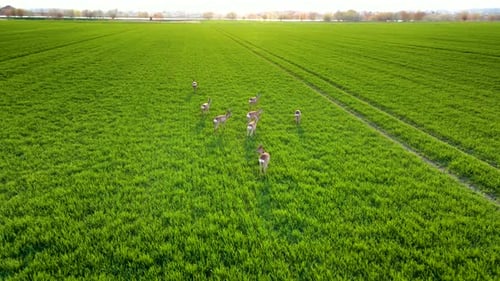 Rehe fressen Jungweizensprossen auf dem landwirtschaftlichen Feld Capreolus Capreolus After Hungry