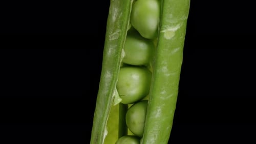 Fresh Peas inside a Green Pod rotating on a black background close-up. Slider down.