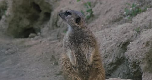 Erdmännchen steht wachsam in seinem Gehege und sieht aufmerksam aus