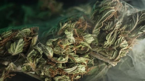 Close Up of Cannabis in Smoky Green Backdrop