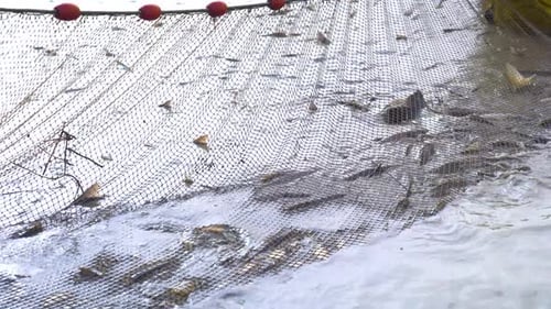Carpa Sziki recém-pescada na rede de pesca durante a temporada de colheita em Akaszto, Hungria. - close up