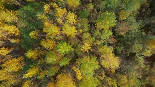 Drone Pointing Down On Colorful Fall Trees Spinning Upward