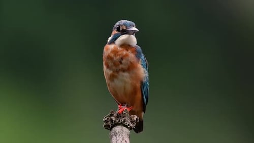 This Common Kingfisher was so friendly that it allowed me to come very close as I took this footage;