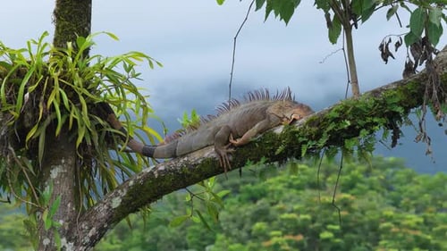 Sleeping Green Iguana Resting on a Tropical Tree Branch in Costa Rica
