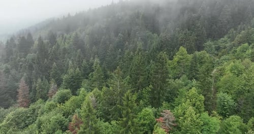 Aerial View of Lush Green Forest with Fog