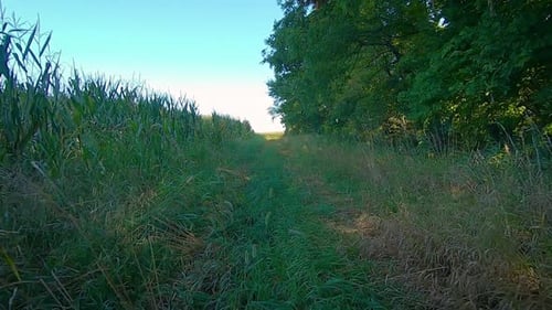 POV slowly driving on a grass covered lane between a corn field and trees in summer late afternoon