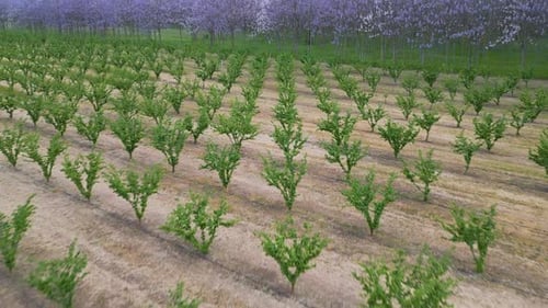 Aerial View of a Young Orchard with Evenly Planted Green Trees in Rows on Dry Soil Agricultural