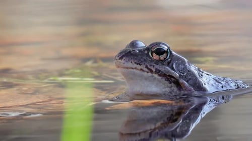 Brown frog (Rana temporaria) close-up in a pond.