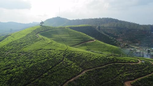 Aerial View of the Mountainous Area with Green Tea Fields