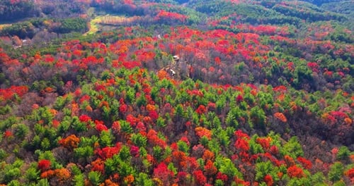 Appalachian Mountain Slopes Covered with Vibrant Fall Foliage Yellow and Red Canopies Blanket the