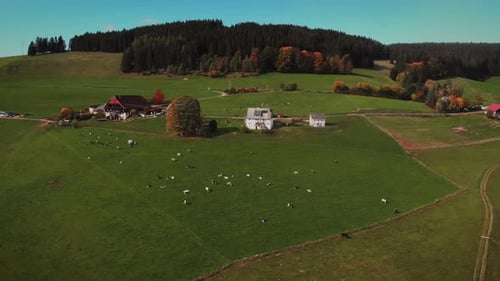 Herd of cows grazing on green hill