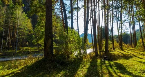 Immergrüne Bergkiefernwälder, Zeitraffer im Sommer oder Herbst, Wilde Natur, klares Wasser