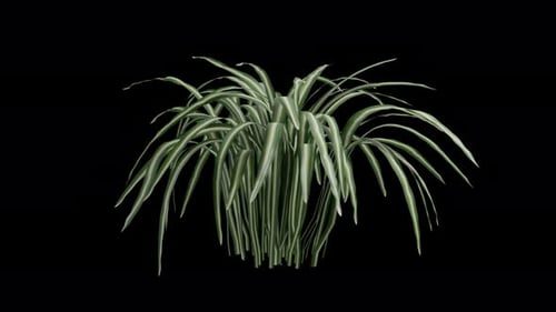 Swaying Green Plant with Seamless Loop