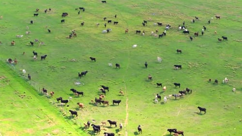 Herd of Dairy Cattle Grazing in Pasture Field Milk Cows on Green Farm Grassland in Florida