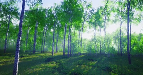 Soft Morning Light Filters Through Vibrant Green Leaves in a Tranquil Forest
