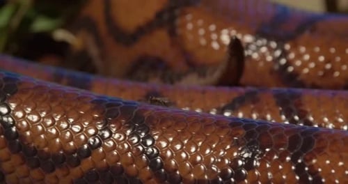Plan rapproché d'une mouche marchant sur le dos d'un grand serpent boa arc-en-ciel