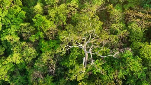 Majestic tropical forest on towering mountains by aerial view drone.