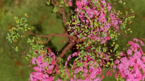 Crecimiento aéreo de un árbol que expande sus ramas y florece