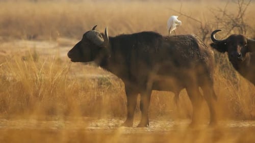 Búfalo africano (Syncerus caffer) con garza bueyera (Bubulcus ibis) pastando en la sabana dorada