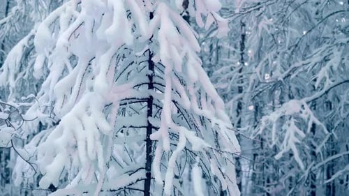 Snow-covered pine forest evokes a peaceful winter landscape