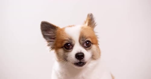 A joyful little fawn and white dog, puppy lying on a pink rug with a white wall in the background.