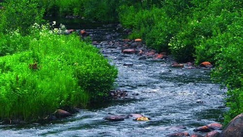 Dicke grüne Büsche umgeben einen reißenden Bach mit orange-braunen Felsen und tiefgrünblauem Wasser.