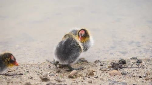 Red-knobbed coot baby chicks