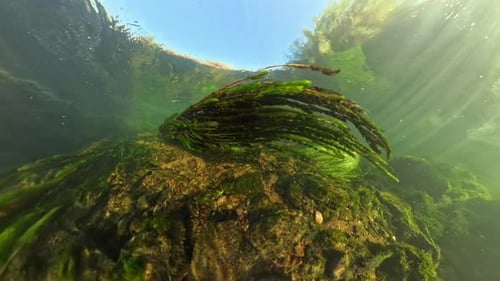 Zeitlupenaufnahme einer verankerten Wasserpflanze unter Wasser mit ihren sich anmutig bewegenden Wedeln