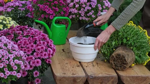 Gardener woman planting beautiful garden chrysanthemum flowers in flower pots