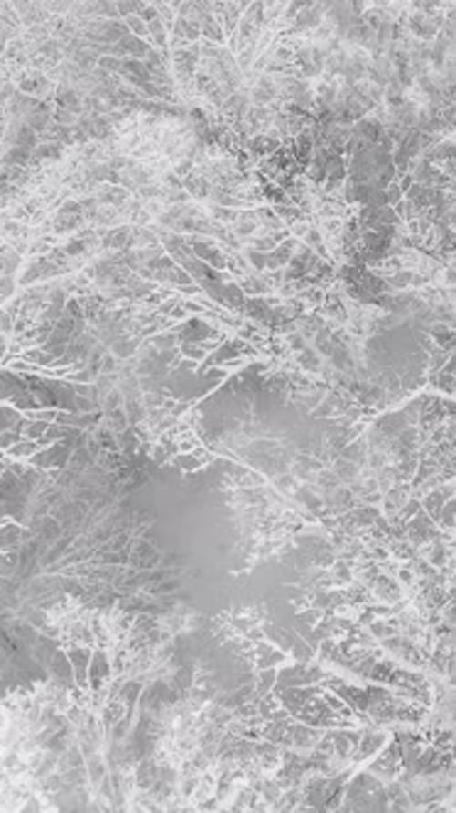Luftbild des schneebedeckten Winterwaldes