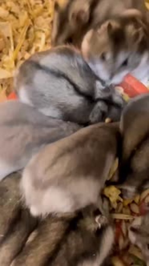 A Group of Hamsters Approach the Feed and Eat Deliciously Hamsters Eat Grain Vertical Video