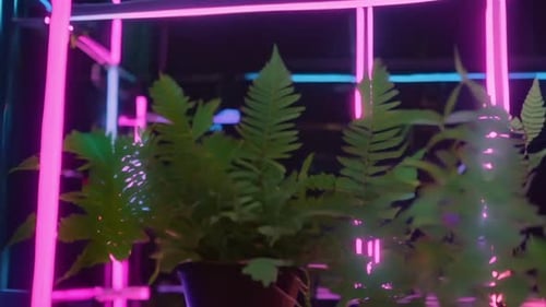 Green Ferns Illuminated by Neon Light Frame