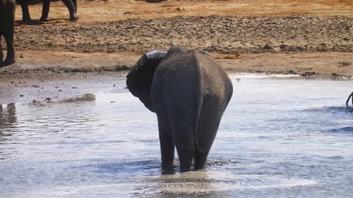 Elephant Splashing Water with Trunk in Wilderness