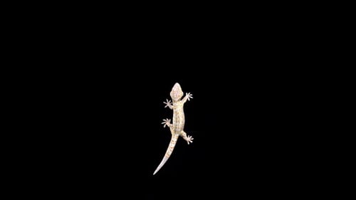Tokay Gecko Climbing 2