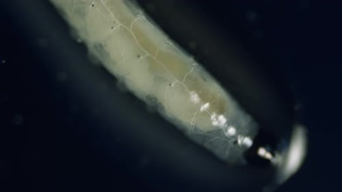 Diptera larvae fly worm in microscope translucent mushroom fungus gnat