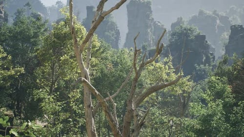 Breathtaking Forest Landscape With A Lone Bare Tree In The Foreground