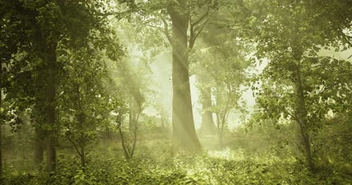 Sunlight Filters Through Misty Forest Trees During Early Morning Hours