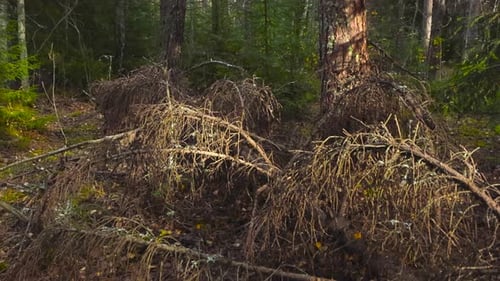 Fallen brown pine tree branch that is on forest floor and dried up in sunlight during autumn daytime