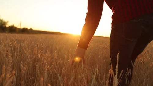 Male Hand Touching a Golden Wheat Ear in the Wheat Field Sunset Light Flare Light Unrecognizable