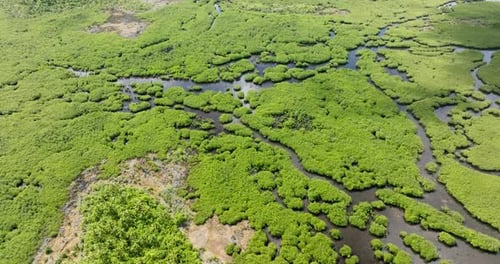 Mangrove Forest with Branching Waterways and Coastal Vegetation Siargao Philippines