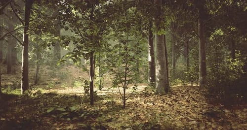 Sunlight Filters Through Trees in a Serene Forest During Early Morning