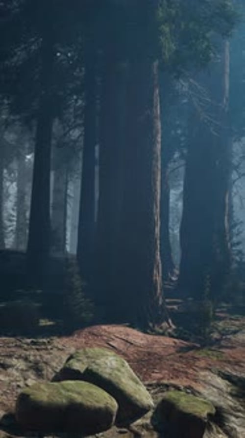 Misty Sequoia Forest
