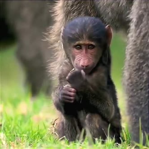 retrato de cerca de babuinos bebés jugando