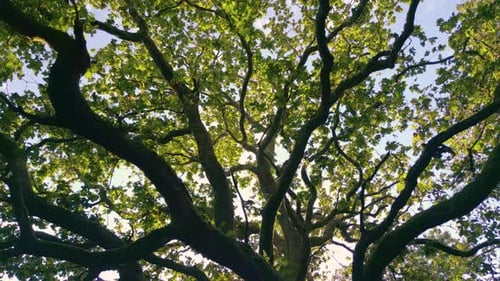 Old Tree Branches And Leaves In The Forest - pullback