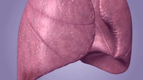 Anatomie du foie humain en gros plan détaillé