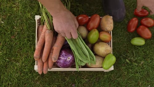 Fresh Vegetables Placed in a Crate on Green Grass