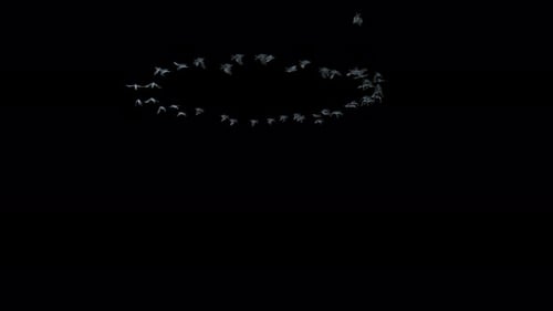 Realistic Flock of Birds Flying in a Circle Loop